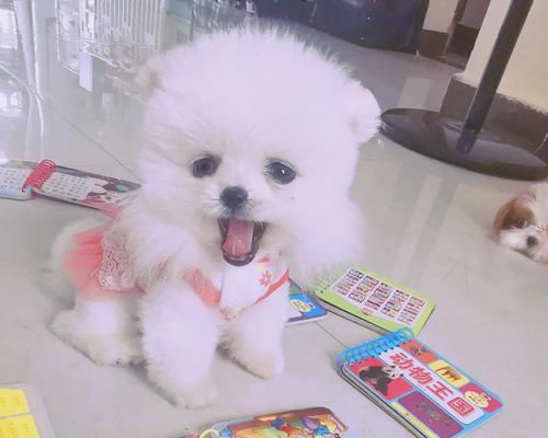 白博美肚皮的奇特花纹变化与生态价值探秘(图3)