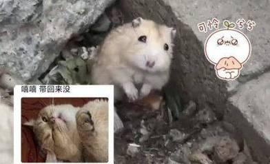 提升仓鼠活力的实用指南：为何不爱动及解决方案 - 悠悠酷狗网