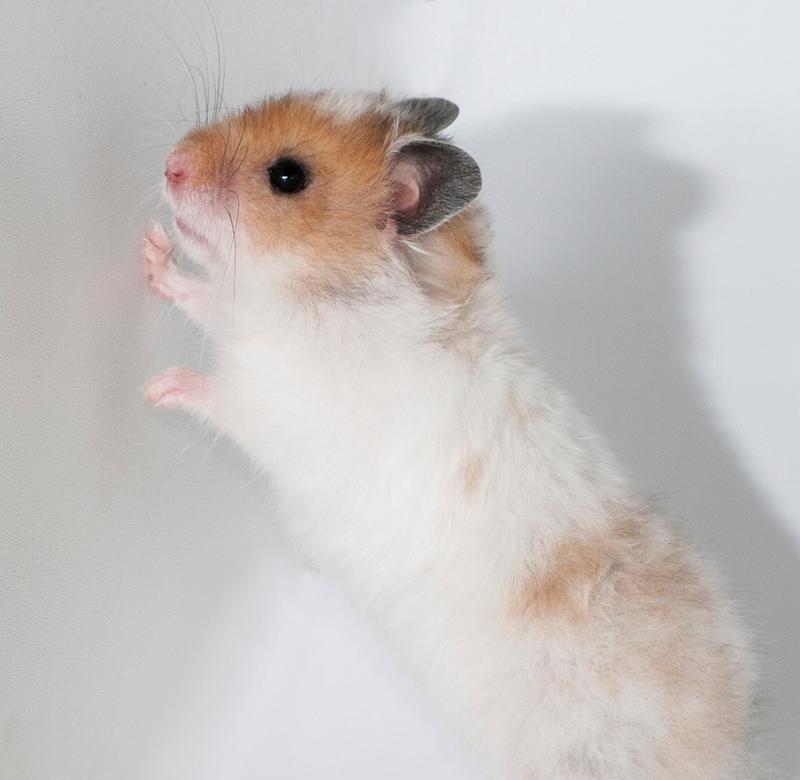 提升仓鼠活力的实用指南：为何不爱动及解决方案(图3)