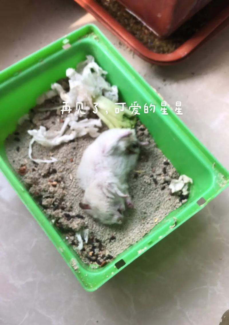 提升仓鼠活力的实用指南：为何不爱动及解决方案(图2)