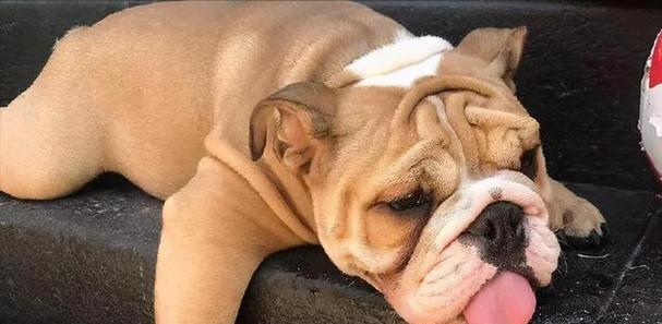 小狗发烧常见原因与有效治疗方法指南(图3)