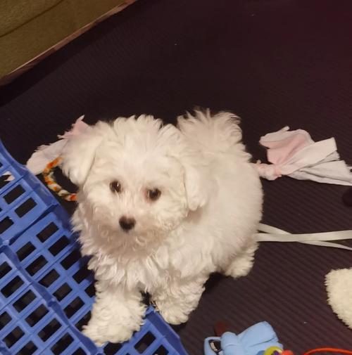 如何帮助泰迪缓解呕吐和咳嗽问题？（为您的泰迪提供正确的饮食和护理）(图1)