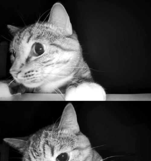 猫咪为何不认识自己？科学解析其认知限制(图2)