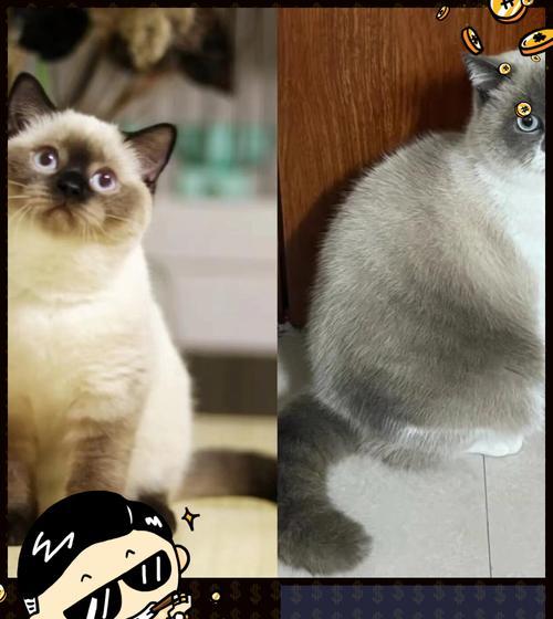 猫咪为何不认识自己？科学解析其认知限制 - 悠悠酷狗网