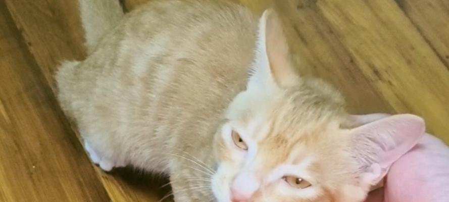 猫咪为何不认识自己？科学解析其认知限制(图3)