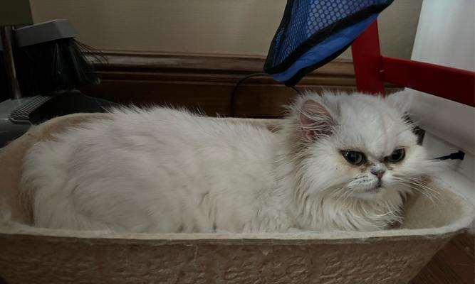 关于猫咪拉稀的原因和解决方法(了解猫咪拉稀的各种原因,帮助您有效解决这一问题)(图3) 关于猫咪拉稀的原因和解决方法(了解猫咪拉稀的各种原因,帮助您有效解决这一问题)(图3)