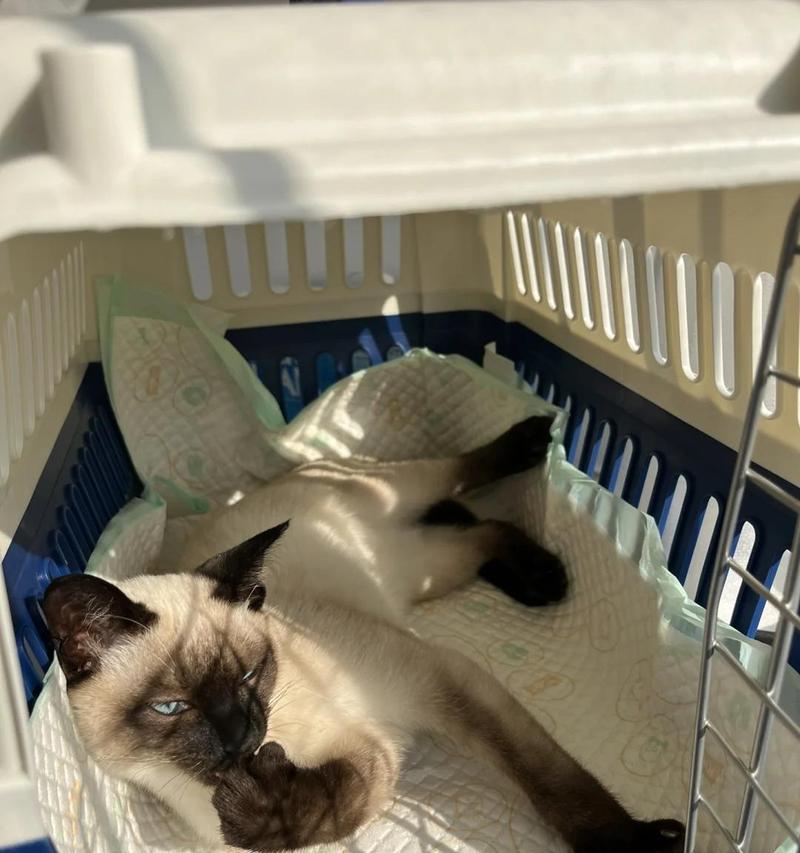 关于猫咪拉稀的原因和解决方法(了解猫咪拉稀的各种原因,帮助您有效解决这一问题)(图1) 关于猫咪拉稀的原因和解决方法(了解猫咪拉稀的各种原因,帮助您有效解决这一问题)(图1)