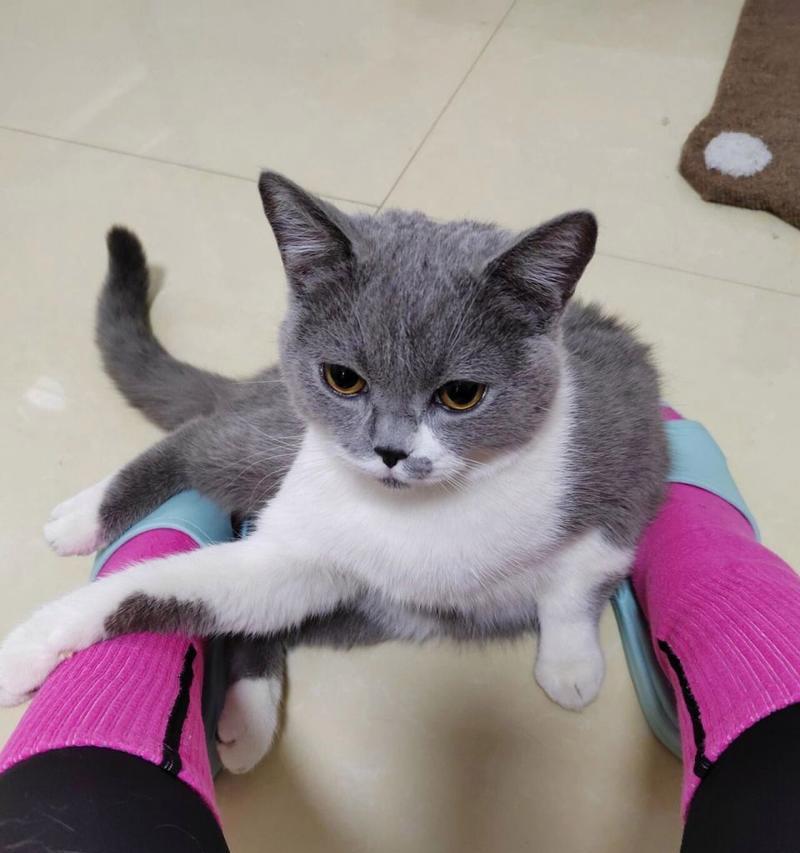 关于猫咪拉稀的原因和解决方法(了解猫咪拉稀的各种原因,帮助您有效解决这一问题)(图2) 关于猫咪拉稀的原因和解决方法(了解猫咪拉稀的各种原因,帮助您有效解决这一问题)(图2)