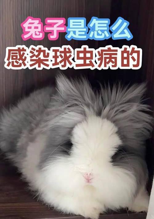 兔子球虫病的传染途径与预防措施(探究兔子球虫病的传播途径及防治)(图3) 兔子球虫病的传染途径与预防措施(探究兔子球虫病的传播途径及防治)(图3)