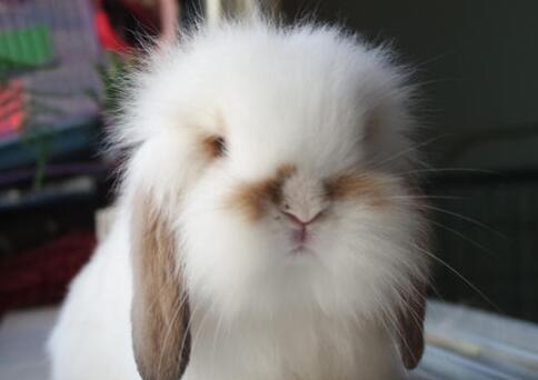 垂耳兔成年年龄及发育过程(探秘垂耳兔的成长之路)(图1) 垂耳兔成年年龄及发育过程(探秘垂耳兔的成长之路)(图1)