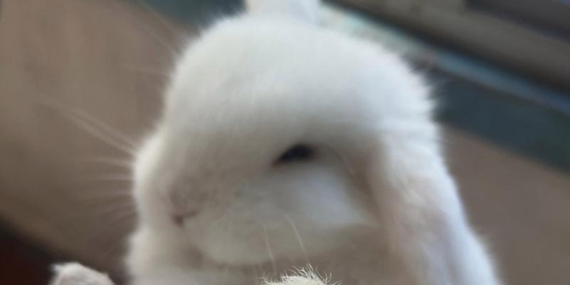 垂耳兔成年年龄及发育过程(探秘垂耳兔的成长之路)(图2) 垂耳兔成年年龄及发育过程(探秘垂耳兔的成长之路)(图2)