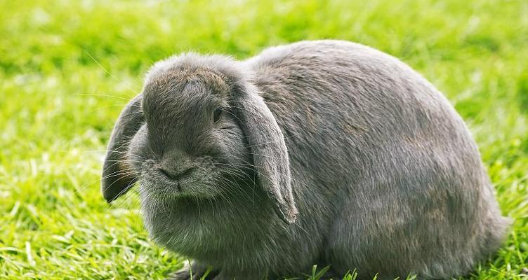 垂耳兔成年年龄及发育过程(探秘垂耳兔的成长之路)(图3) 垂耳兔成年年龄及发育过程(探秘垂耳兔的成长之路)(图3)
