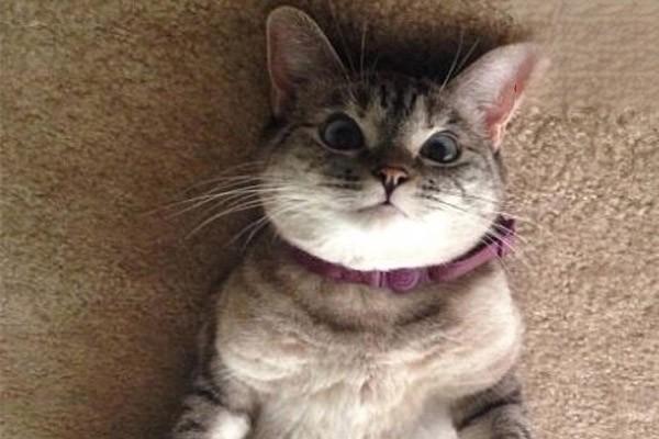 犬猫维生素D缺乏症 - 悠悠酷狗网