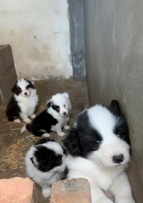 科学喂养边牧幼犬指南:健康成长的关键建议(图1) 科学喂养边牧幼犬指南:健康成长的关键建议(图1)