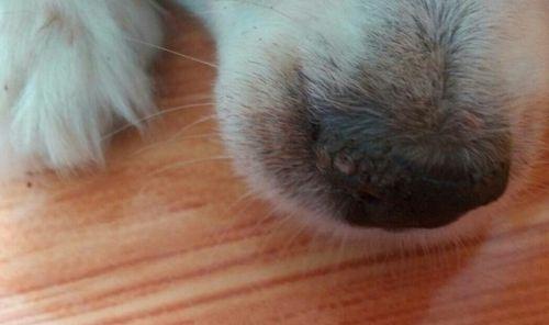 狗狗鼻子干裂的原因与护理方法全指南 - 悠悠酷狗网