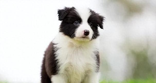 科学喂养边牧幼犬指南:健康成长的关键建议(图3) 科学喂养边牧幼犬指南:健康成长的关键建议(图3)