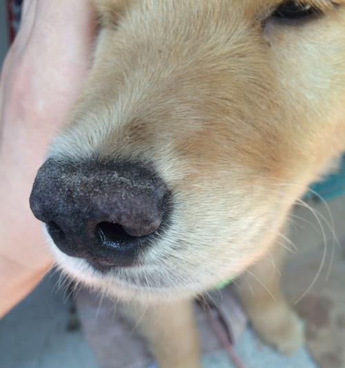 狗狗鼻子干裂的原因与护理方法全指南(图3)