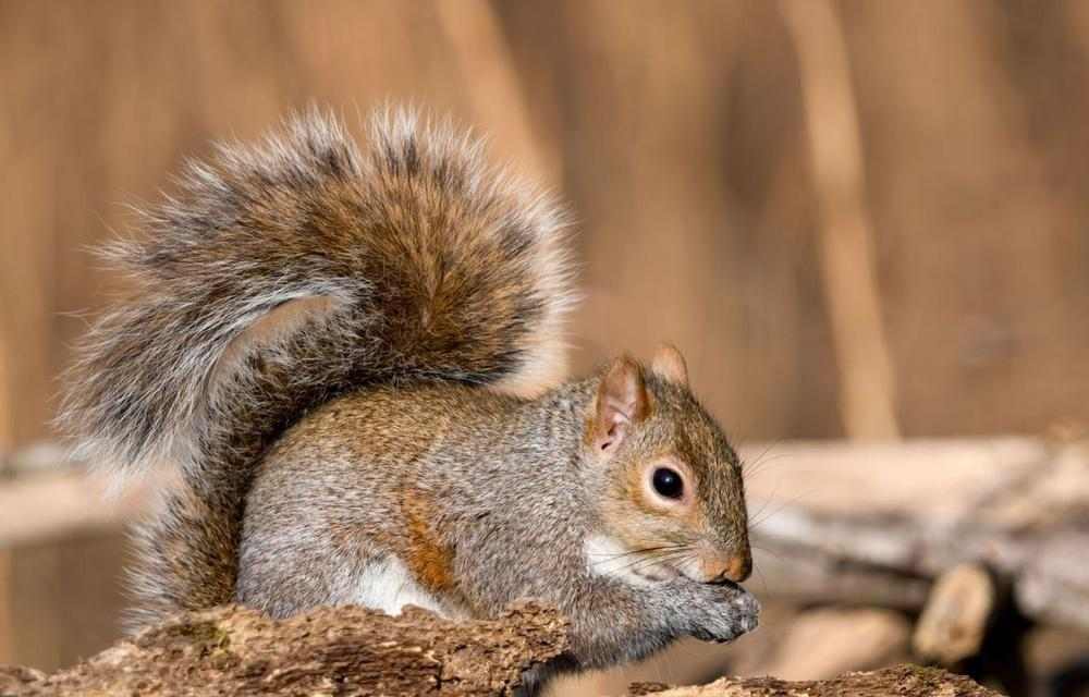 松鼠宠物的品种选择与驯养方法(发现适合驯养的松鼠品种,让它成为你的可爱小伙伴)(图2) 松鼠宠物的品种选择与驯养方法(发现适合驯养的松鼠品种,让它成为你的可爱小伙伴)(图2)