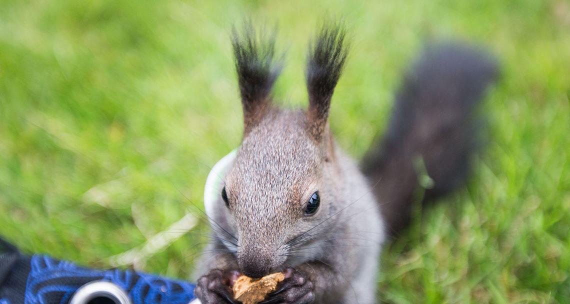 松鼠宠物的品种选择与驯养方法(发现适合驯养的松鼠品种,让它成为你的可爱小伙伴)(图3) 松鼠宠物的品种选择与驯养方法(发现适合驯养的松鼠品种,让它成为你的可爱小伙伴)(图3)
