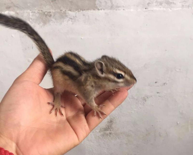 松鼠宠物的品种选择与驯养方法（发现适合驯养的松鼠品种，让它成为你的可爱小伙伴） - 悠悠酷狗网