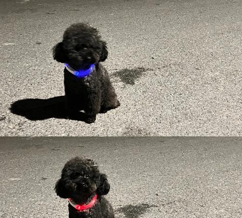 泰迪狗养护指南：科学安排适宜的遛狗时间(图3)