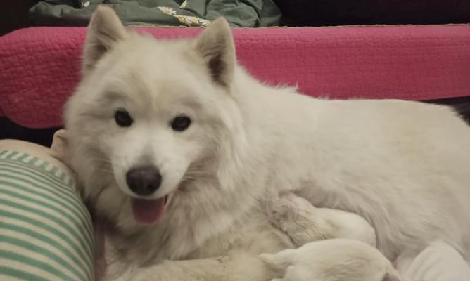 萨摩会长黑毛的原因（探究萨摩犬为什么以黑毛为主要特征）(图3)