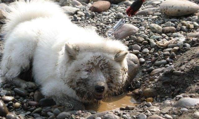 萨摩会长黑毛的原因（探究萨摩犬为什么以黑毛为主要特征）(图2)