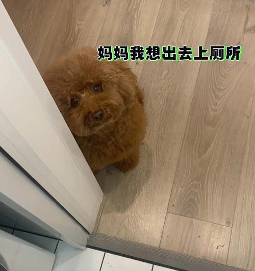 泰迪狗养护指南：科学安排适宜的遛狗时间 - 悠悠酷狗网