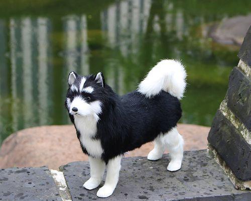 萨摩会长黑毛的原因（探究萨摩犬为什么以黑毛为主要特征） - 悠悠酷狗网