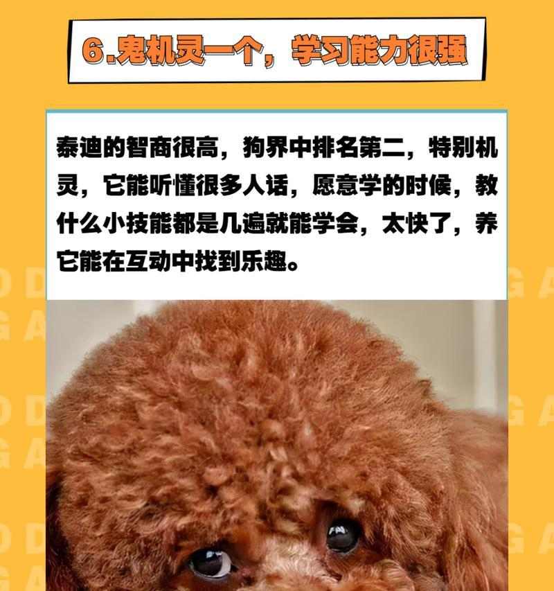 泰迪狗养护指南：科学安排适宜的遛狗时间(图2)