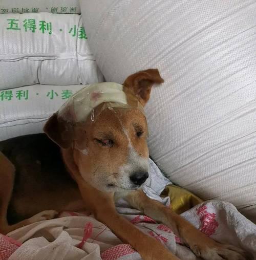 7种食物助力狗狗解蛇毒保障生命安全(图2)