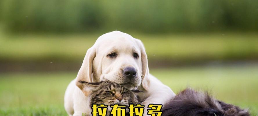 如何养好拉布拉多犬(拉布拉多犬饲养要注意的事项)(图2) 如何养好拉布拉多犬(拉布拉多犬饲养要注意的事项)(图2)