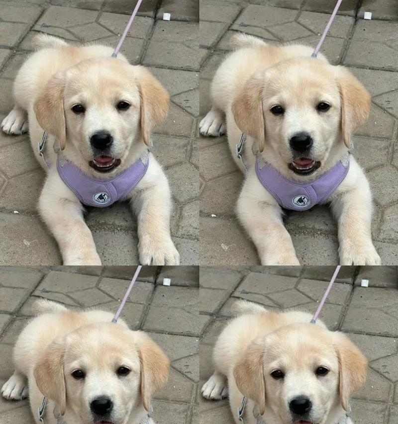 如何养好拉布拉多犬(拉布拉多犬饲养要注意的事项)(图3) 如何养好拉布拉多犬(拉布拉多犬饲养要注意的事项)(图3)