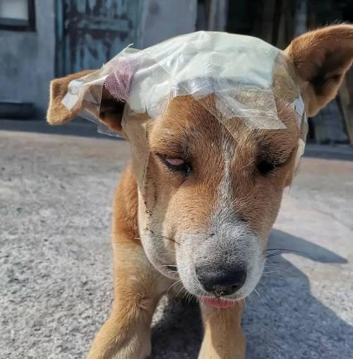 7种食物助力狗狗解蛇毒保障生命安全(图3)