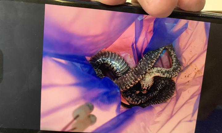 7种食物助力狗狗解蛇毒保障生命安全 - 悠悠酷狗网