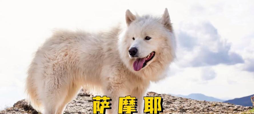 以萨摩为什么咬人?(探究萨摩犬咬人行为的原因及预防措施)(图2) 以萨摩为什么咬人?(探究萨摩犬咬人行为的原因及预防措施)(图2)