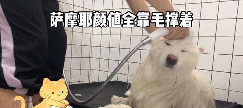 以萨摩为什么咬人?(探究萨摩犬咬人行为的原因及预防措施)(图3) 以萨摩为什么咬人?(探究萨摩犬咬人行为的原因及预防措施)(图3)