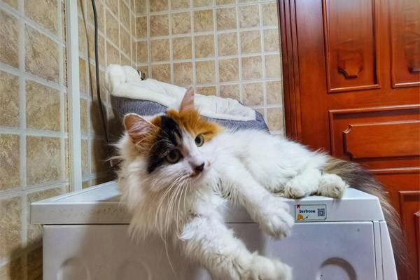 犬猫维生素B1缺乏症 - 悠悠酷狗网