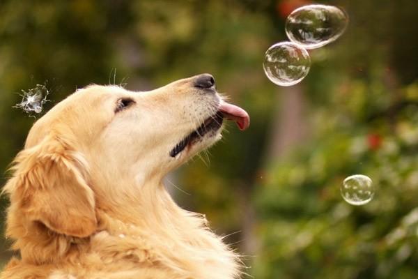 犬猫维生素B1缺乏症治疗方案 犬猫维生素B1缺乏症(图2)