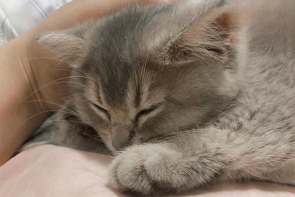 犬猫维生素A过多症 - 悠悠酷狗网