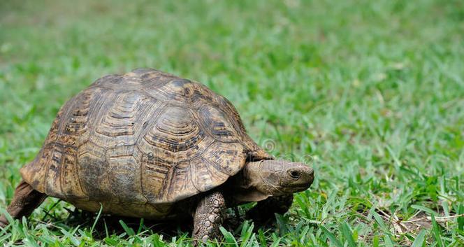 小草龟的头绿色之谜(揭秘小草龟头部绿色的原因和意义)(图2) 小草龟的头绿色之谜(揭秘小草龟头部绿色的原因和意义)(图2)