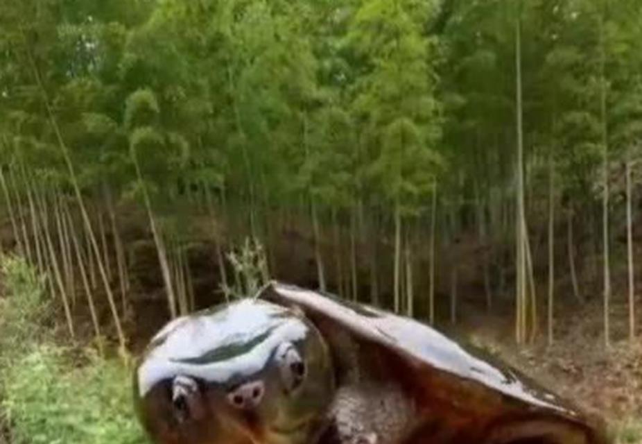 小草龟的头绿色之谜(揭秘小草龟头部绿色的原因和意义)(图3) 小草龟的头绿色之谜(揭秘小草龟头部绿色的原因和意义)(图3)