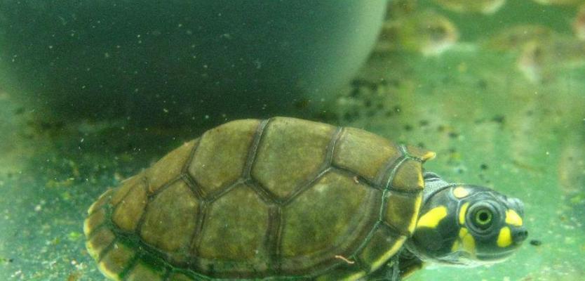 小草龟的头绿色之谜（揭秘小草龟头部绿色的原因和意义） - 悠悠酷狗网