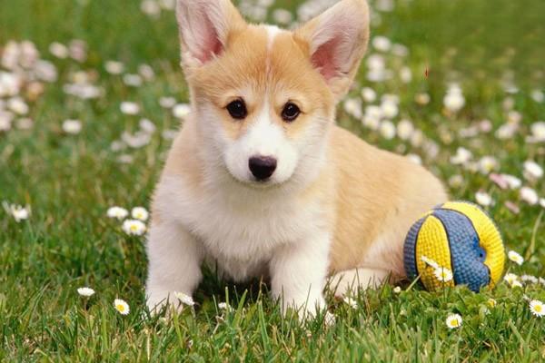 犬猫维生素C缺乏症(图3)