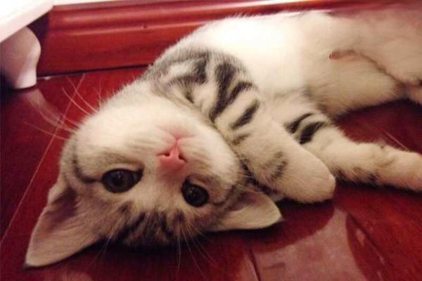 犬猫维生素A缺乏症 - 悠悠酷狗网