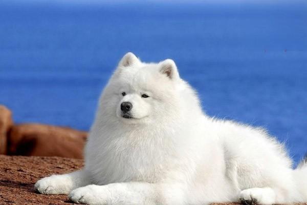 胃出血（犬猫） - 悠悠酷狗网