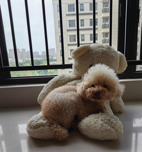 狗的器官奥秘（探索狗身体内部的奥秘之旅）(图3)