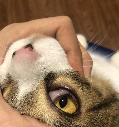 猫眼皮有白色物质？原因和处理方法详解（揭秘猫眼皮白色物质的成因，教你如何妥善处理）(图3)