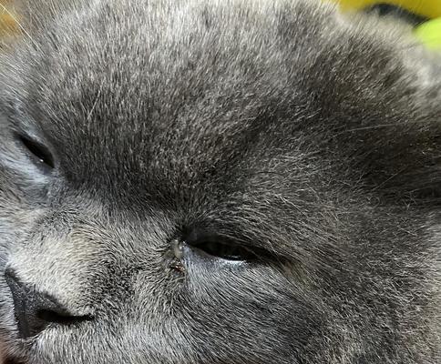 猫眼皮有白色物质？原因和处理方法详解（揭秘猫眼皮白色物质的成因，教你如何妥善处理）(图2)
