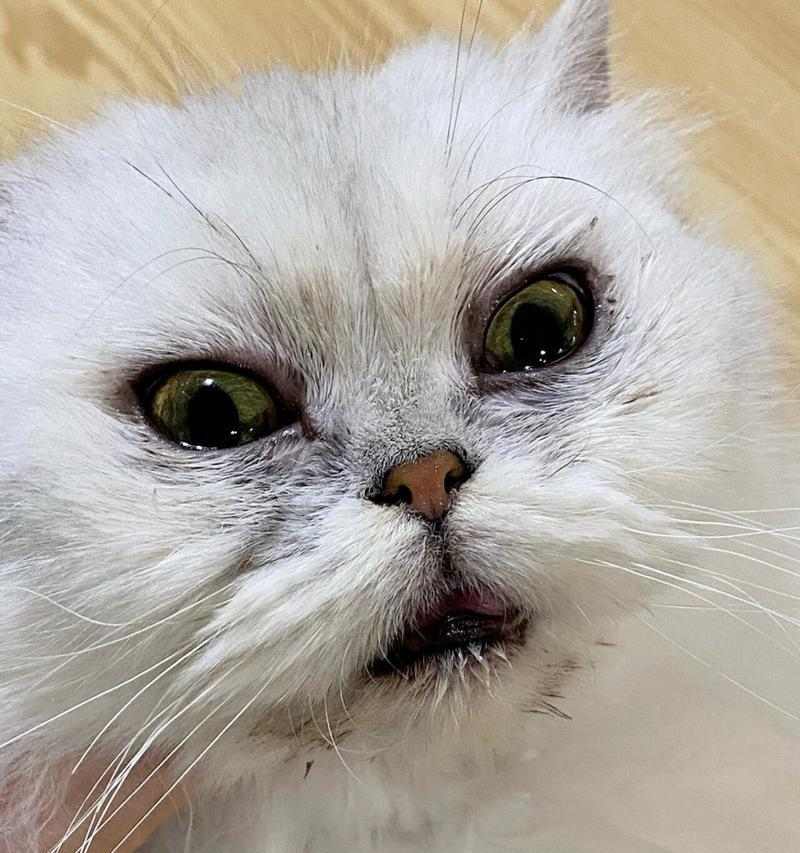 猫眼皮有白色物质？原因和处理方法详解（揭秘猫眼皮白色物质的成因，教你如何妥善处理）(图1)